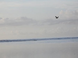 Burung bangau di pantai enggano
