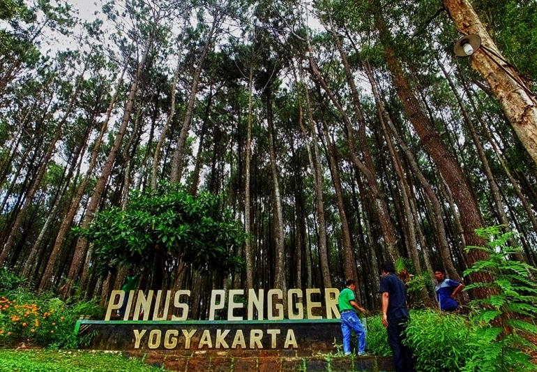 Dokumen pribadi. Selamat datang di hutan Pinus Pengger