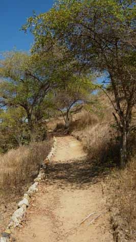 Dokumen pribadi. Jalur trekking di Pulau Komodo yang harus di ikut-i setiap turis.