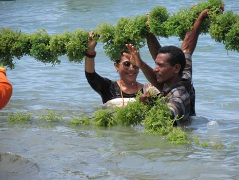 Menteri Susi Pudjiastuti tertawa lebar bersama nelayan saat panen rumput laut di Lembata, NTT. Foto: ist