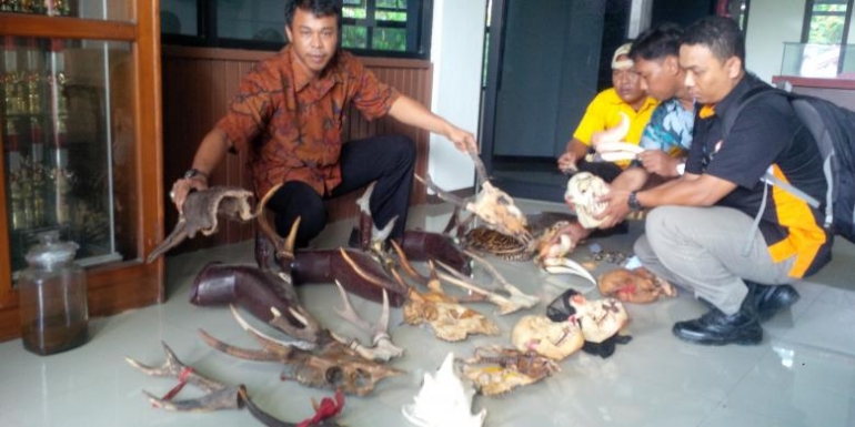 Petugas BKSDA Kalimantan Barat menunjukkan barang bukti yang disita dari sebuah toko aksesoris di Singkawang, Kalbar 22 April 2016 tahun lalu. Foto dok. KOMPAS.com, YOHANES KURNIA IRAWAN
