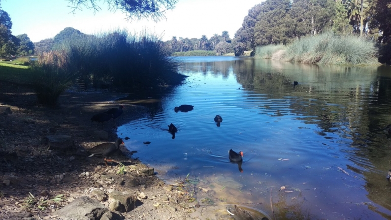 Centennial Park, Randwick - dokpri