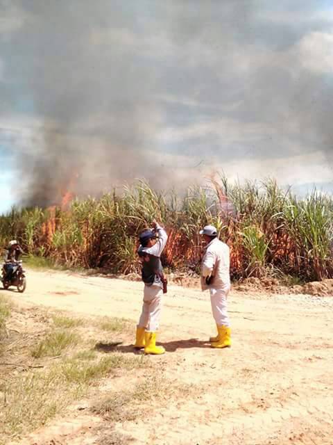 Proses pembakaran tebu di areal PT. PSMI