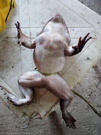 katak-tidur-5913d3f50323bdb22b3c84c1.jpg