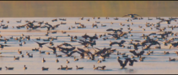 Burung-burung migrasi di danau (sumber: europeonscreen.org)