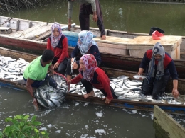 Proses Panen Ikan Bandeng Oleh Polwan Polres aceh Utara. Sumber Foto : AKBP Ir. Untung Sangaji
