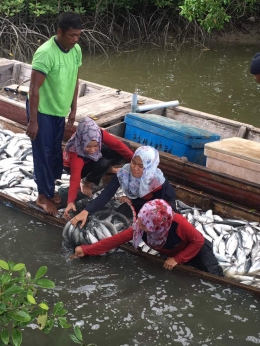 Proses Panen Ikan Bandeng Oleh Polwan Polres Aceh Utara. Sumber Foto : AKBP Ir. Untung Sangaji
