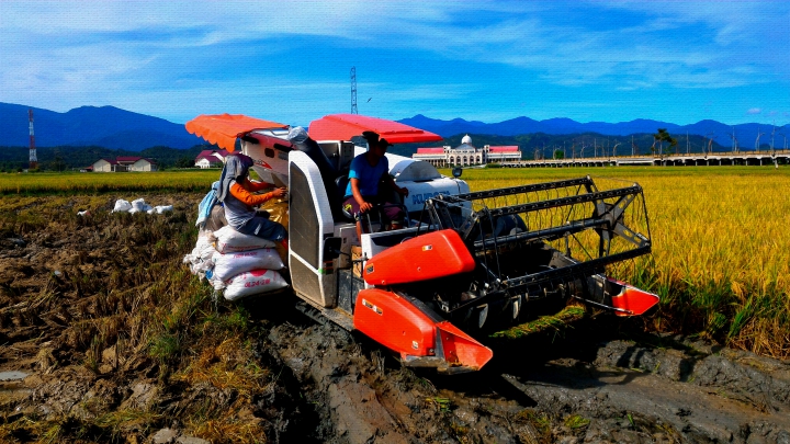 Mesin pemotong padi Kubota DC 70 dapat memanen lahan 1 naleh dalam 2 jam. Panen padi di Desa Manyang Cut di Pidie Jaya. Foto: Rinsan Tobing 