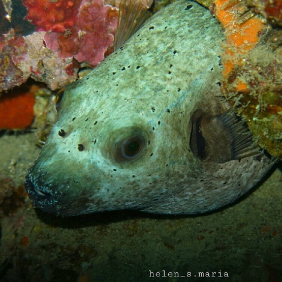 puffer fish