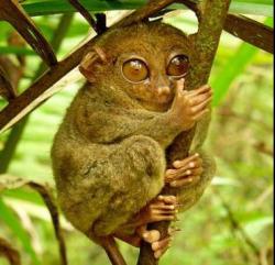 tarsius-591b68f6317a612c7829b2b8.jpg