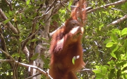 Kiss Squeak Orangutan Menggunakan Daun. Capture foto dari video. Foto dok. Yayasan Palung