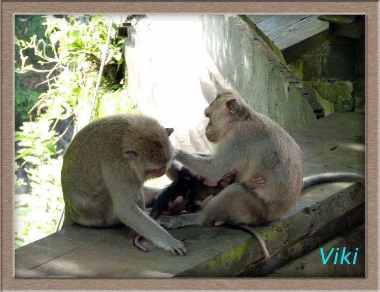 Monyet-monyet lucu sedang sibuk mencari kutu, ada 2 anaknya menempel ke mamanya .( dokpri)