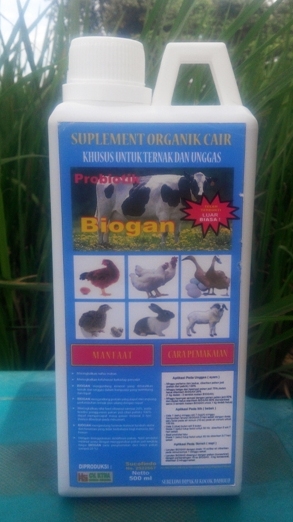 Cara Rahasia Supaya Anakan Ayam Bangkok Cepat Besar Bongsor Kompasiana Com