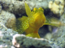Yellow Goby Fish.