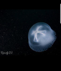 Ubur-ubur sebagai model foto, Underwater Photographer : Randy Widjaja