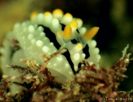 Siput Laut / Nudibranch : Phyllidia