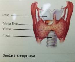 Deskripsi : letak jaringan Tiroid di area leher I Sumber Foto : Flyer Prodia