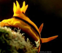 Siput Laut / Nudibranch : Chromodoris Joshi