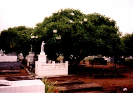 Pohon kamboja, gambar : http://www.plumeria.org