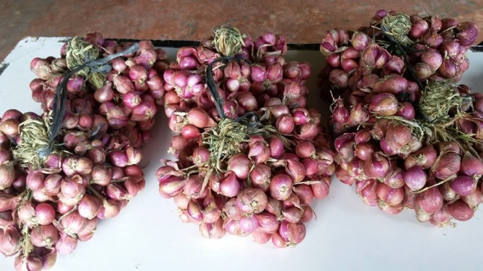 Ternyata Aceh Tengah Punya Bawang Merah Berkelas oleh Ternyata Aceh Tengah Punya Bawang Merah Berkelas oleh