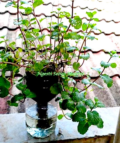 Daun mint dtanam di botol.Foto Ngesti.