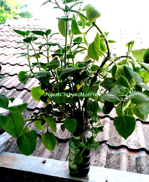 Hidroponik sederhana. Foto Ngesti