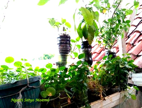 Bertanam Di Botol Bekas Itu Mudah Dan Menyenangkan Halaman 1