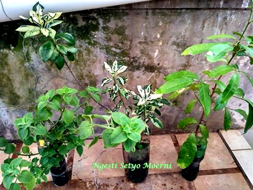 Yanaman daun Jinten, Kayu cendana dan puring. Foto Ngesti.