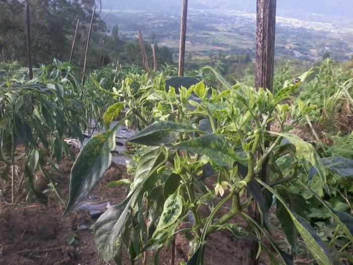 Cabai petani yang terkena Penyakit Keriting Daun (Dokumentasi Pribadi)