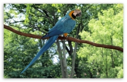 Burung beo khas Kolombia yang terkenal dengan nama 'Blue And Gold Macaw