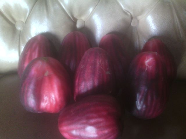 buah jambu jamika yang sudah matang