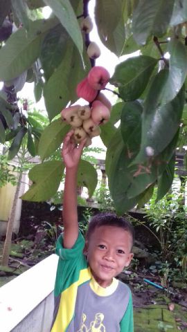 Ares mengambil buah jambu jamaika