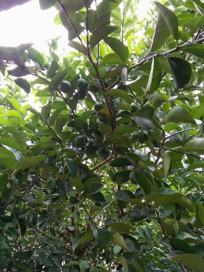 Membuat Pohon Jeruk Berbuah Lebat oleh Jejen Al Cireboni Membuat Pohon Jeruk Berbuah Lebat oleh Jejen Al Cireboni