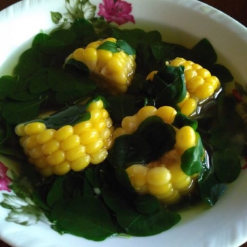 82+ Gambar Sayur Daun Kelor Terbaik 82+ Gambar Sayur Daun Kelor Terbaik