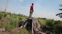Pohon yang rebah, tumbang. foto dok. Ahmad Arif, Kompas