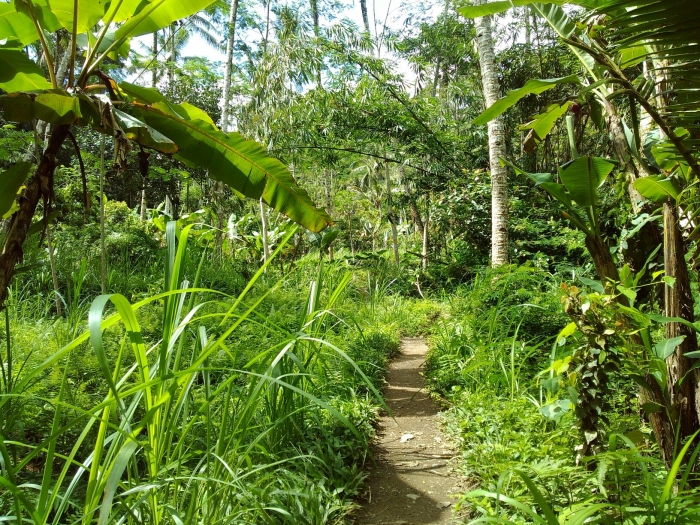 Jalan Setapak Menuju Hutan / dap