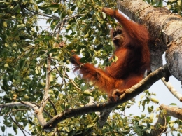 Orangutan dewasa sedang memakan buah-buah hutan. Foto dok. Brodie Philp, Yayasan Palung GPOCP