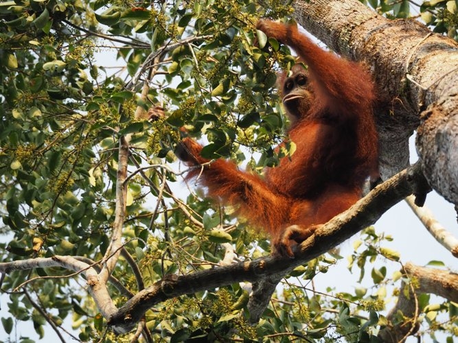 Orangutan dewasa sedang memakan buah-buah hutan. Foto dok. Brodie Philp, Yayasan Palung GPOCP