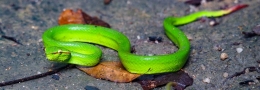 Ular hijau atau viper. Foto dok. Brodie Philp, Yayasan Palung GPOCP
