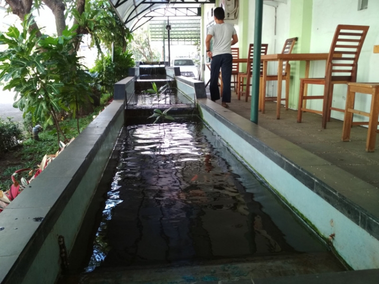 Ikan Kancra Atau Ikan Dewa Kompasiana Com