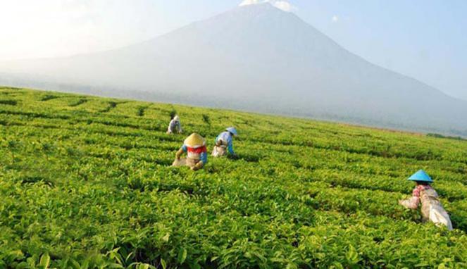 Foto:Kebun Teh Kayu Aro | Doc. Sumiyativiva.co.id