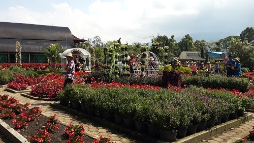 Kesan Kunjungan Singkat ke Kebun Begonia  Lembang oleh  Kesan Kunjungan Singkat ke Kebun Begonia  Lembang oleh