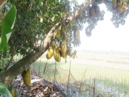 cara pohon nangka cepat berbuah dan buahnya banyak