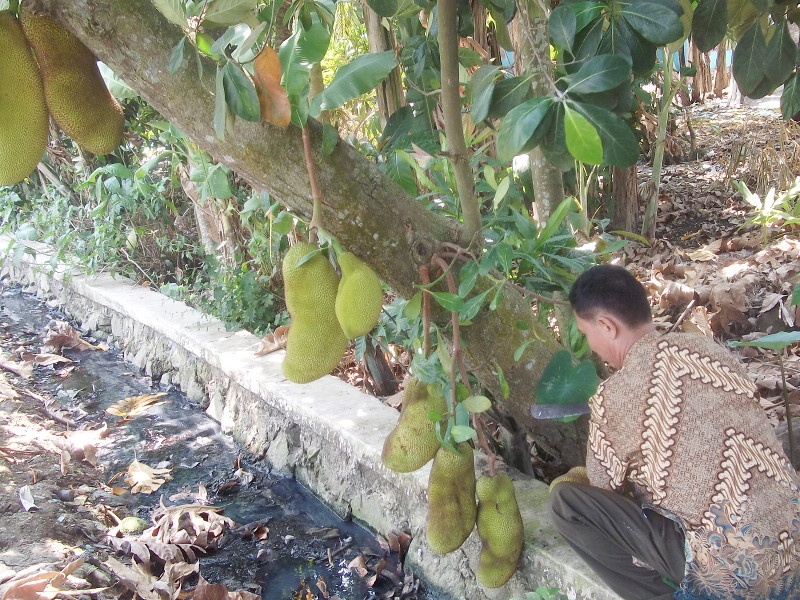 Cara Membuat Pohon Nangka Cepat Berbuah Dan Buahnya Banyak Oleh Jejen ...