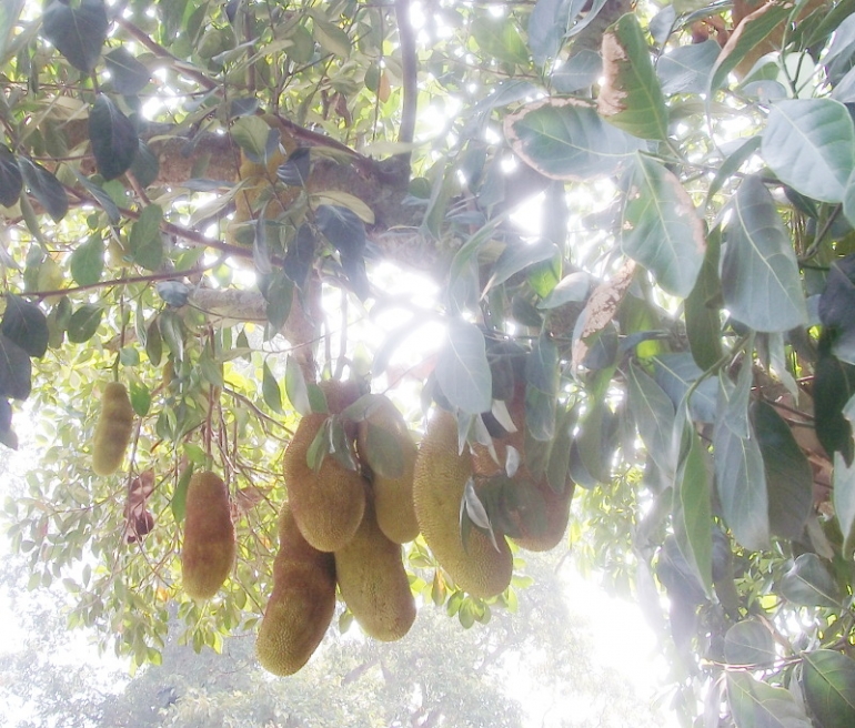 supaya buah nangka cepat berbuah lebat