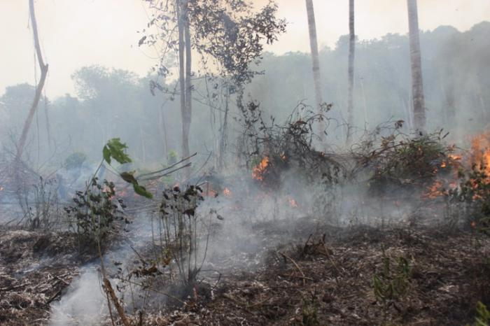 Kobaran api yang melahap luasan hutan di Ketapang, beberapa tahun lalu. Foto dok. Yayasan Palung
