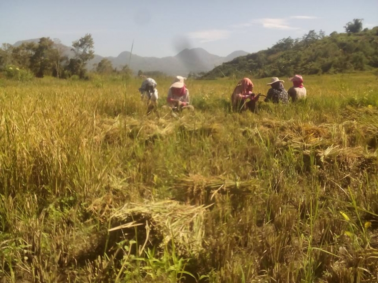 Gambar 2, Petani dan penyuluh di kecamatan Pegasing, Aceh Tengah memanen padi hasil budidaya dengan teknik Salibu (Doc. FMT)