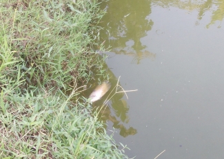 Cara Mengobati Ikan Gurame Banyak Yang Mati Supaya Kembali Sehat Dan Bongsor Halaman All Kompasiana Com