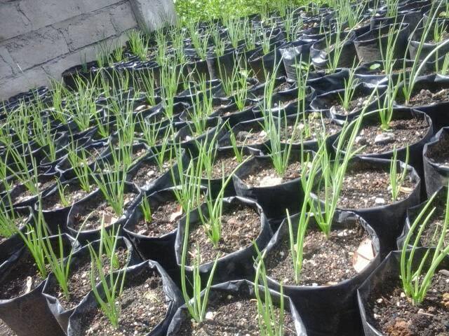 Budi Daya Bawang Merah dalam Polybag Tak Kalah Budi Daya Bawang Merah dalam Polybag Tak Kalah