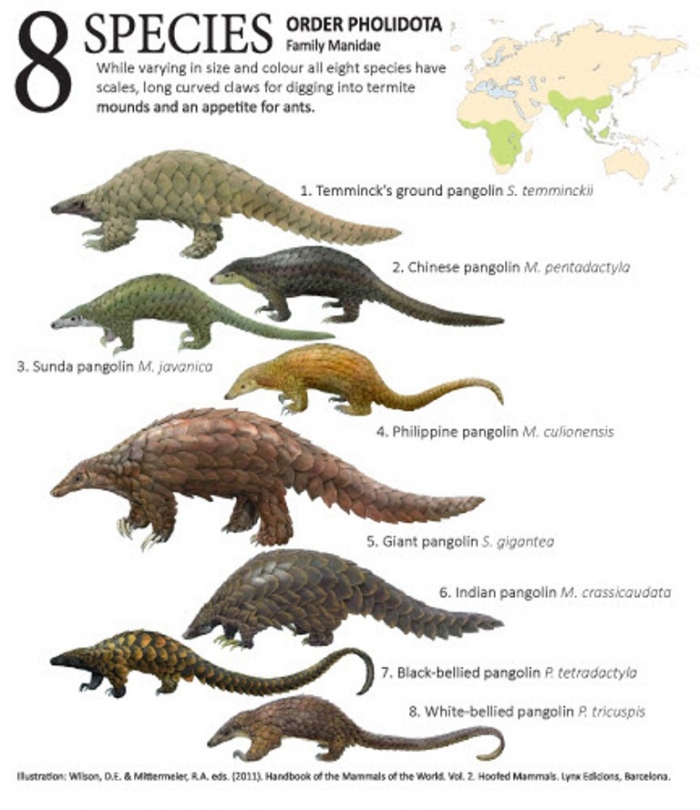 Ternyata Si Manis Ini Melahap 200 Ribu Semut Setiap Ternyata Si Manis Ini Melahap 200 Ribu Semut Setiap